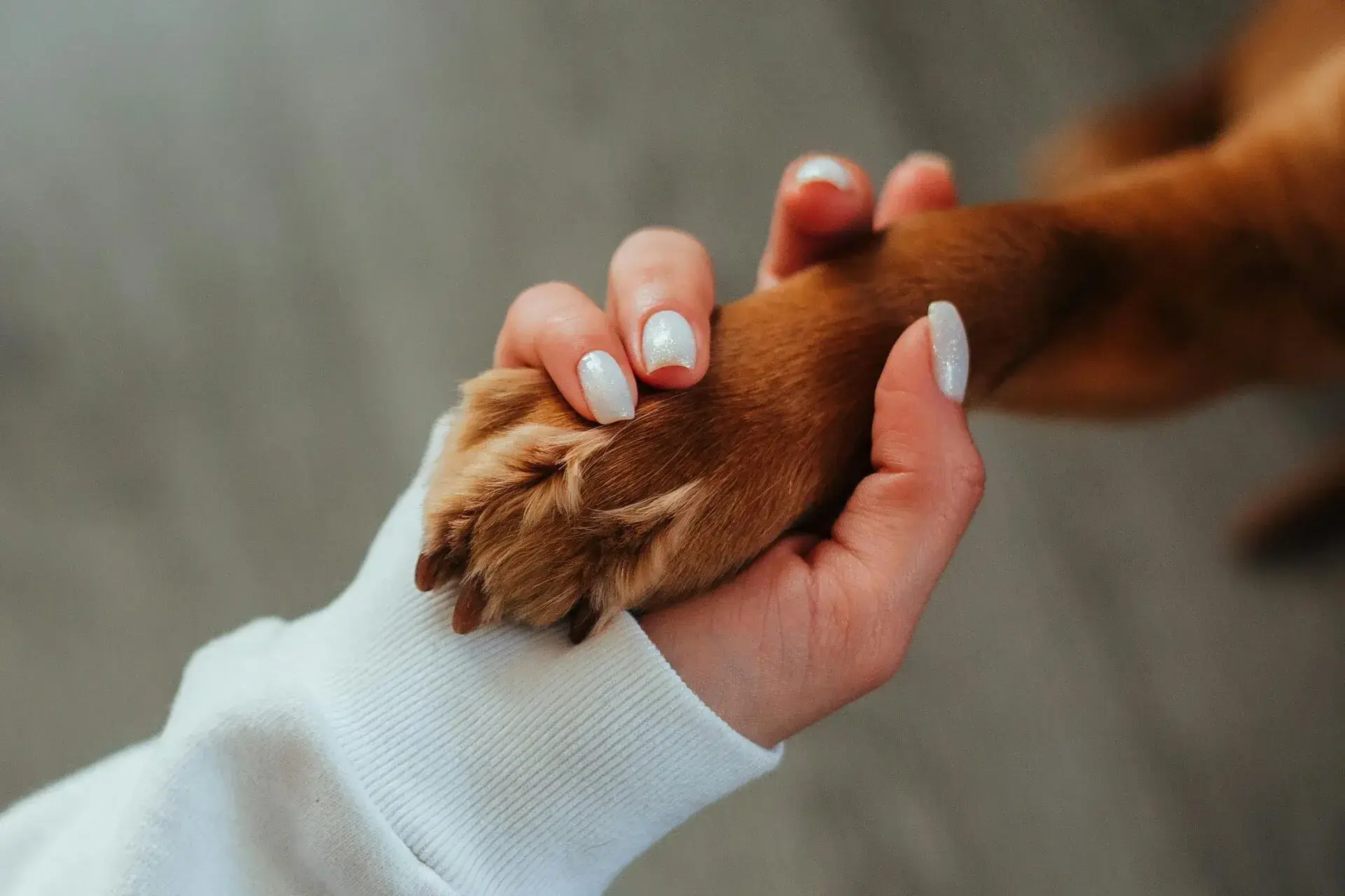 Holding a dog's paw